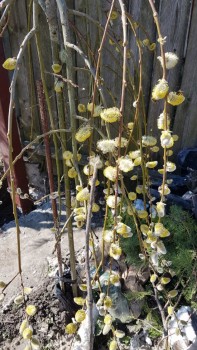 20180403_1122151.jpg