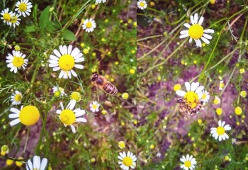 IMG_20180525_151536_2.jpg
