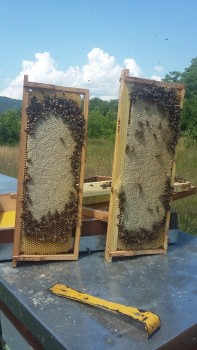 20180619_121621-459x816.jpg