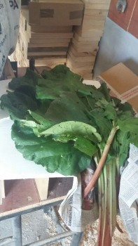 20180713_173158-459x816.jpg
