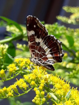 rsz_20180811_134537.jpg