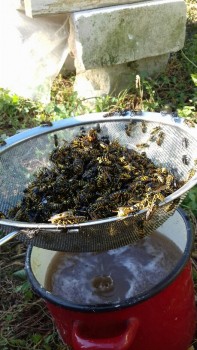 20180929_110042-459x816.jpg