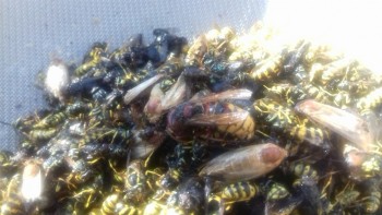 20181003_113154-816x459.jpg