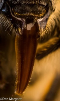 bee head 5-1a.jpg