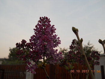 rsz_dscn1985.jpg
