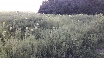 20170814_080615.jpg