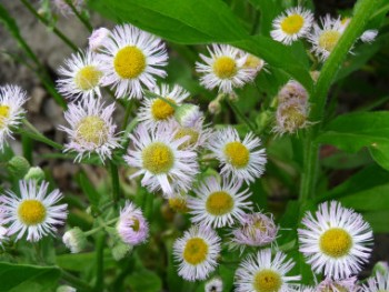 daisy-fleabane-flowers.jpg