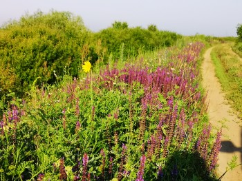 IMG_20190610_071826.jpg