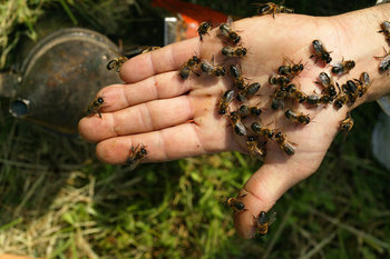 Bee-Hives-Honeybee28.jpg