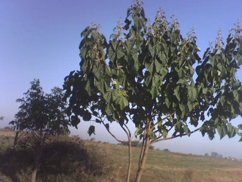 Paulownia, la 14.10.2011.jpg