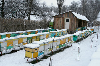 stupina-2011.jpg
