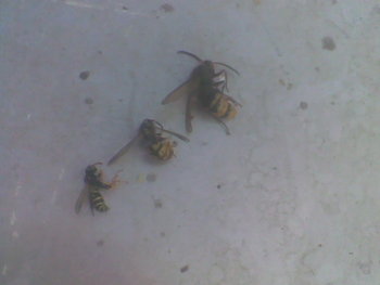 Oct-nov2011003.jpg