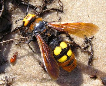 scolia_haemorrhoidalis.jpg