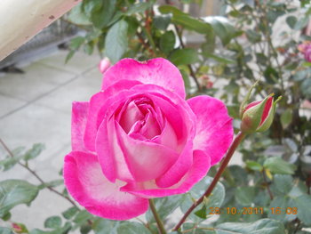 rsz_dscn2159.jpg