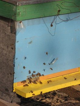 toamna 2011 183 (Medium).jpg