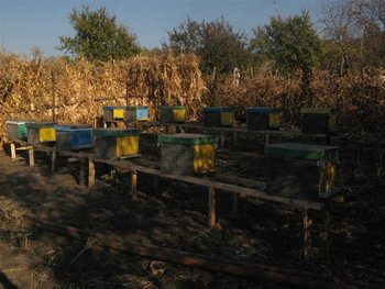 toamna 2011 182 (Medium).jpg