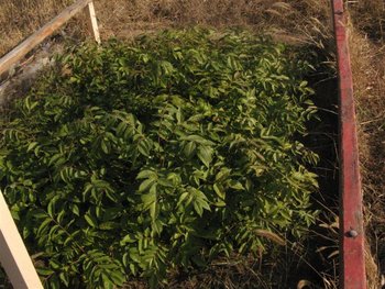 toamna 2011 177 (Medium).jpg