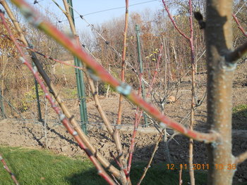 rsz_dscn2256.jpg