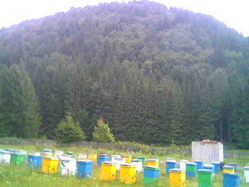 Ghiţă000 (2).jpg