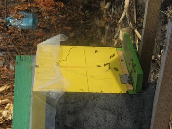 toamna 2011 255 (Medium).jpg