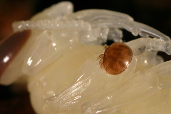 Bee-predators-Honeybee22.jpg