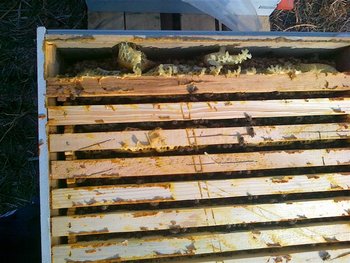 21102011170 (Medium).jpg