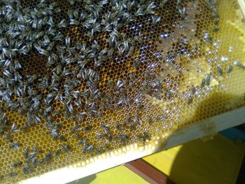 Imag0973.JPG