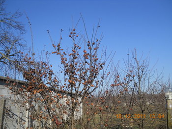 rsz_1dscn2346.jpg