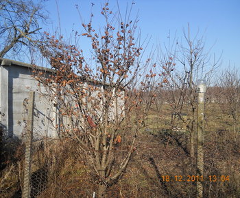 rsz_1dscn2347.jpg