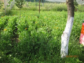 IMG_1980.JPG