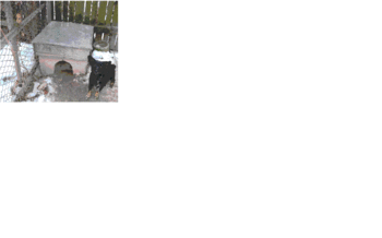 pt forum.GIF