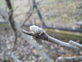 rsz_dscn2457.jpg