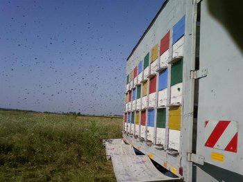Fotografii-0214 (Medium).jpg
