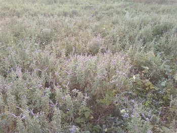 Fotografii-0006 (Medium).jpg