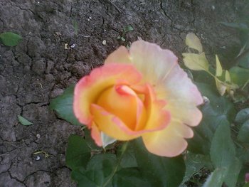 Fotografii-0016 (Medium).jpg