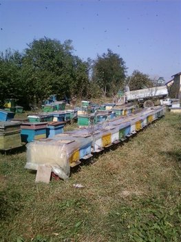 Fotografii-0310 (Medium).jpg