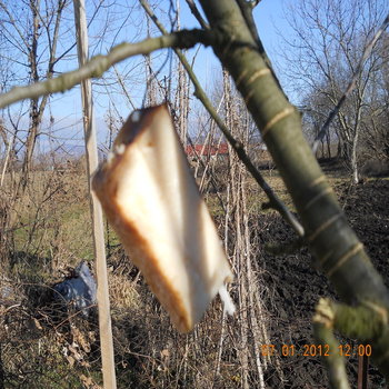 rsz_dscn2488.jpg