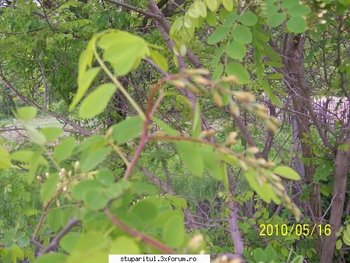 ok_106824.jpg (63.03 KiB) Vizualizat de 4264 ori ok_106824.jpg