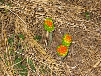 IMG_2263.JPG