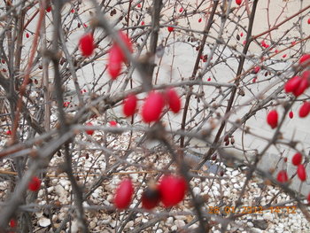 rsz_dscn2542.jpg