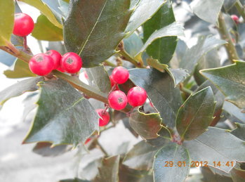 rsz_4dscn2550.jpg
