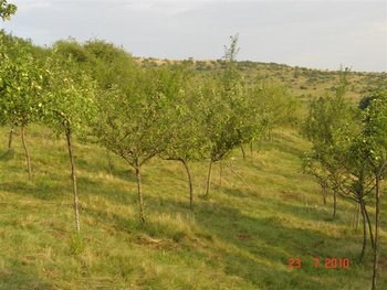 la_livada (Small).JPG