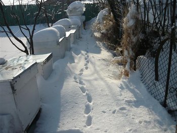 P1030204 (Medium).JPG