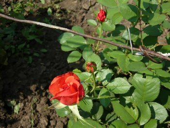 P1020081 (Medium).JPG