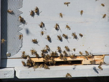 zbor de curatire feb. 2012 015.jpg
