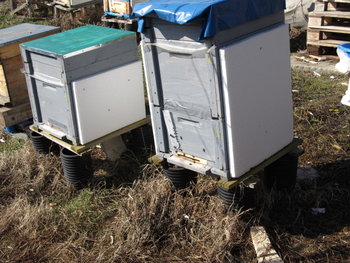 zbor de curatire feb. 2012 037.jpg