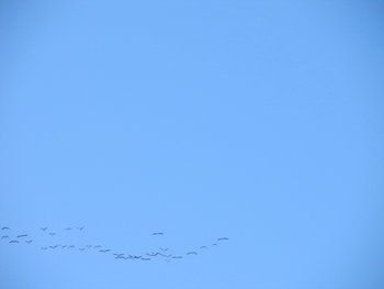 zbor de curatire feb. 2012 048.jpg