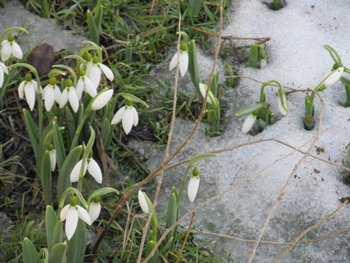 zbor de curatire feb. 2012 018.jpg