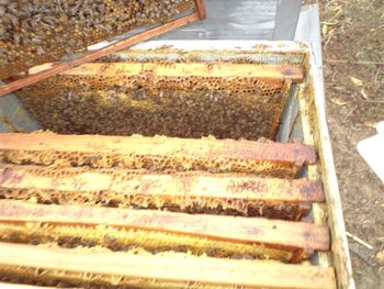 poze aparat 288 (Small).jpg