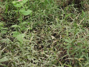 Poly.Polygonum.hydro.habit.jpg
